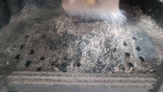 Сколько пепла остается в чугунной топке? Топили 3 часа в тлеющем режиме. Дрова- сырая сосна. смотреть онлайн