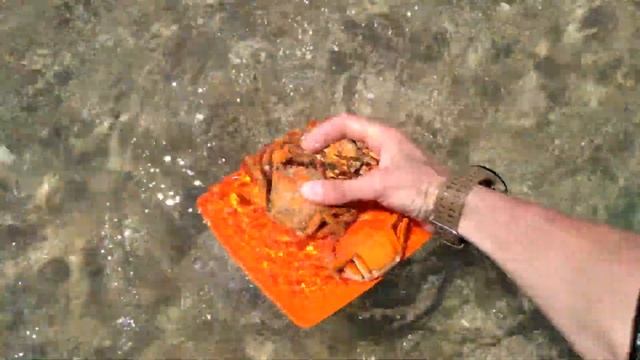 Готовим краба / Варим живого краба смотреть онлайн