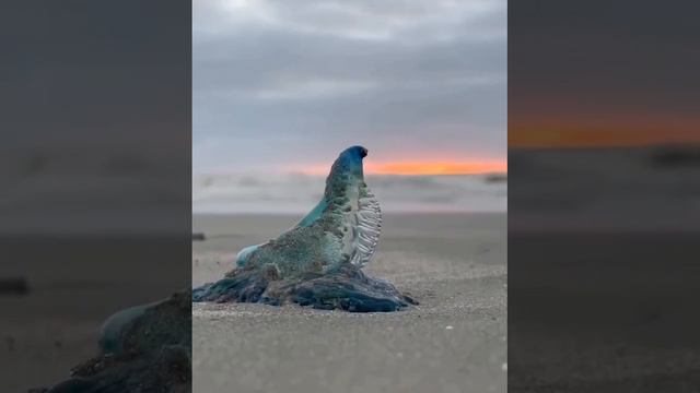 Португальский военный кораблик смотреть онлайн