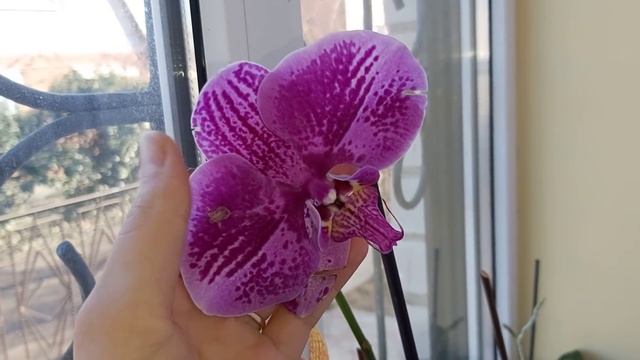 Повторяйте за мной и у вас будет Море цветоносов на ОРХИДЕЯХ, как у меня смотреть онлайн