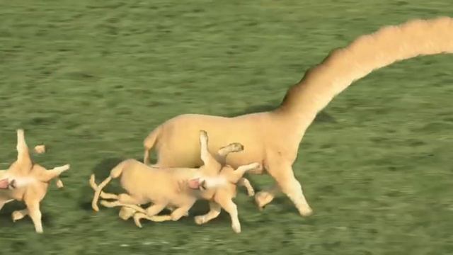 Baaa смотреть онлайн