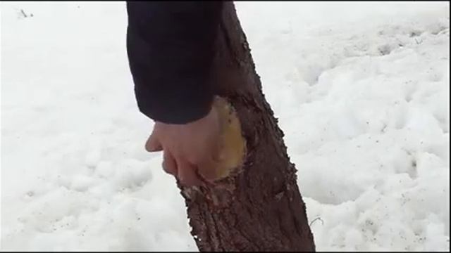 Обрезка деревьев смотреть онлайн