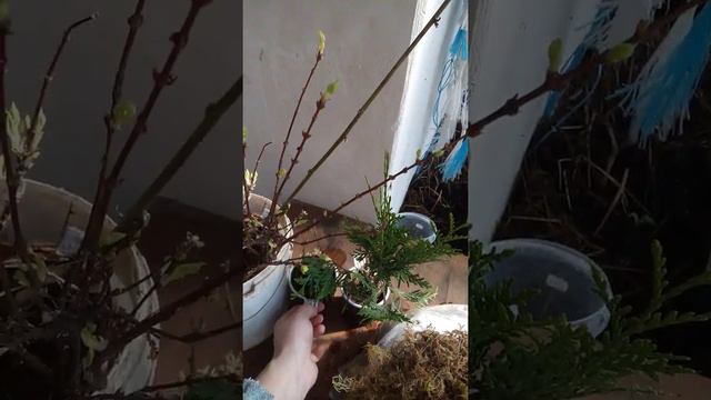 Посылка с питомника Сады Урала смотреть онлайн