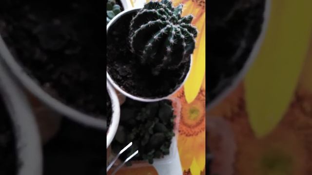 Суккуленты - Кактусы - размножение