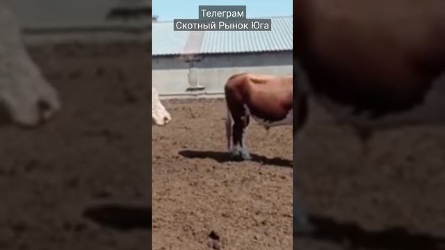 быки казахская белоголовая. #крупныйрогатыйскот смотреть онлайн