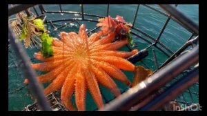 Познавательное видео для детей про морских звёзд￼