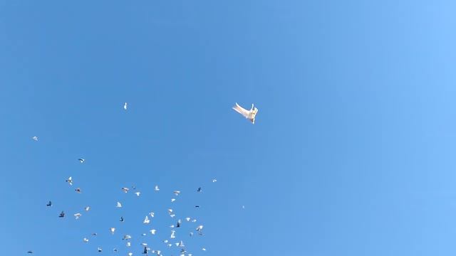 Сын гоняет голубей. Посвящается группе Голубь птица мира. смотреть онлайн