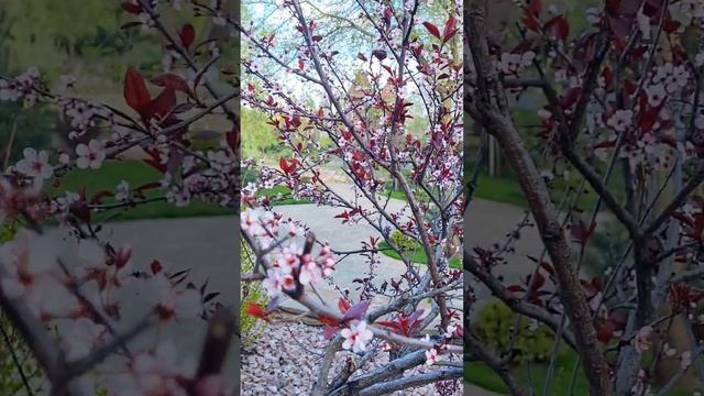 Встречаем весну в Парке Лога смотреть онлайн