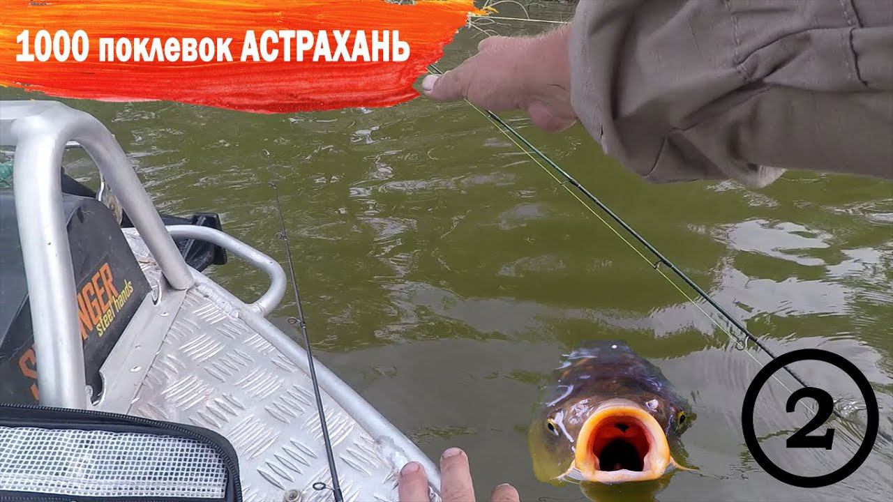 Сазан выдернул донку из лодки - что было дальше? 1000 поклевок часть 2 Дедушкин Хутор, Астрахань. смотреть онлайн