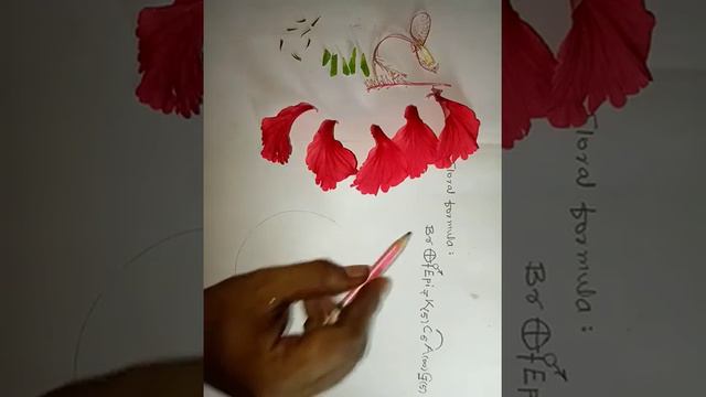 How to write floral formula and draw floral diagram смотреть онлайн