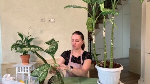 №9. Диффенбахия. Обрезка и укоренение. Растения_из_кафе.