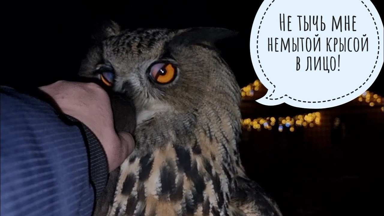 Сова Ёль накопила УГУ и все выдала в знак возмущения от отсутствия вкусняшек