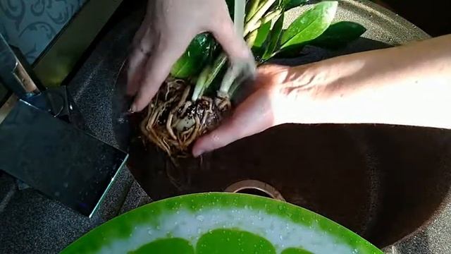 НА ЧТО СПОСОБНЫ КОРНИ ЗАМИОКУЛЬКАСА - ЕГО КОРНИ ПОРВАЛИ ГОРШОК-?ПЕРЕСАДКА. смотреть онлайн