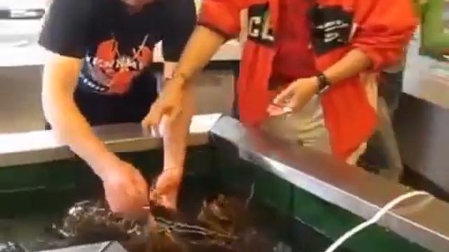 Самый большой речной рак весом в 12кг смотреть онлайн