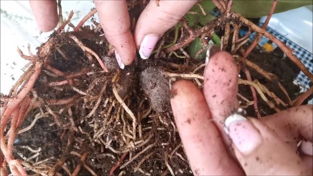 Купили антуриум, как удалить торфяной стаканчик? смотреть онлайн