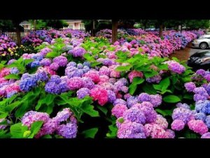 Заработать 1 000 000 на гортензиях легко.