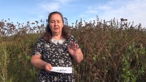 СЕМЕНА ЛОПУХА РЕПЕЙНИКА || Польза качество применение