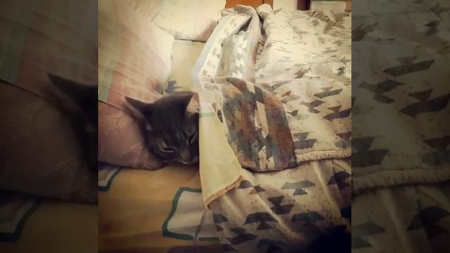 IMHO, 61 Ways Cats Could Help the Cubs Win the World Series смотреть онлайн