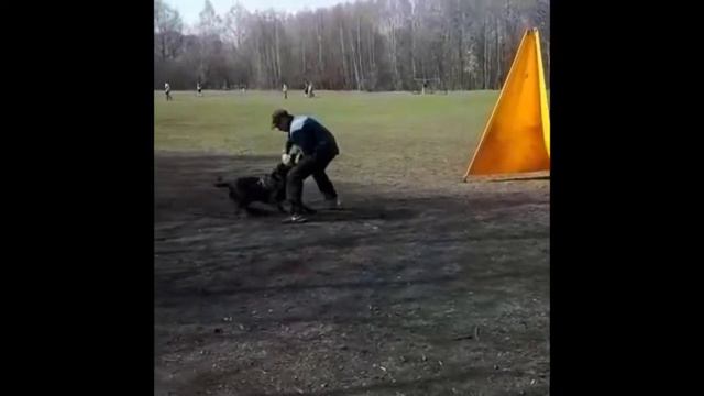 Мачо из дома Торра 5 занятие смотреть онлайн