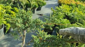 стрижка можжевельника Блю альпс в топиарную форму  )часть 2