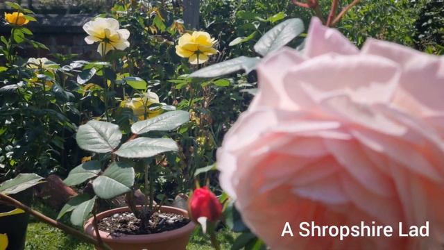 David Austin climbing rose - A Shropshire Lad (Best pink climbing rose from DA) смотреть онлайн