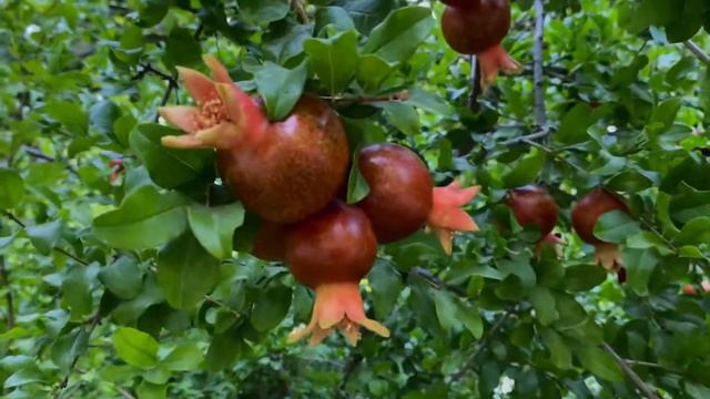 Ташкент Узбекистан жемчужина востока Tashkent,Uzbekistan - Heart of Central Asia#tashkent #тошкент смотреть онлайн