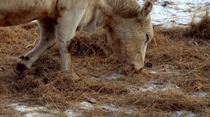 Аулиекольская порода КРС — как вырастить перспективный скот для суровых условий | ТОО Москалёвское