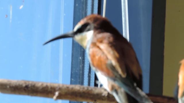 СНЕГИРЬ, ЩУРКИ смотреть онлайн