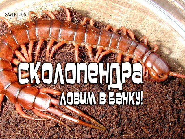 Roman Travel  - Роман с Путешествиями