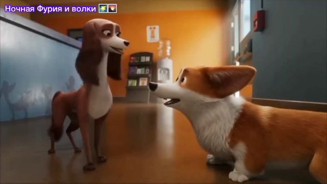 [Королевский Корги] Рекс и Ванда песня Девочка Бандитка)❤️💞💖🌹😍 смотреть онлайн