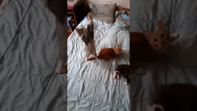 Мои кошки дома, перед отъездом на дачу.... смотреть онлайн