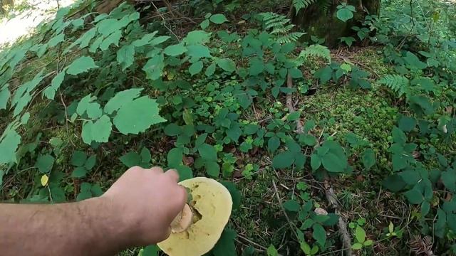 grzyby 2021 duże, piękne i zdrowe borowiki mushrooms грибы fungi Beskid Niski смотреть онлайн