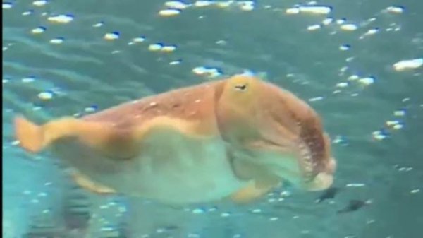 Каракатица