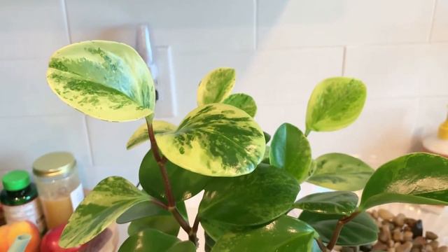 Peperomia Obtusifolia Care | NEED-TO-KNOW Tips 🪴⭐️ смотреть онлайн