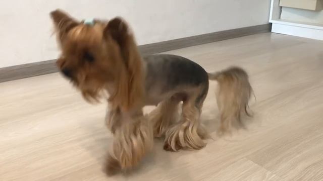 ДРЕССИРОВКА | УЧИМ КОМАНДЫ: СИДЕТЬ | ЛЕЖАТЬ | ДАЙ ЛАПУ | ДАЙ ПЯТЬ | ПОЛЗИ | КРУЖИСЬ смотреть онлайн