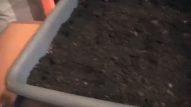 Как вырастить высокорослые георгины из семян. Сад и огород выпуск 139 смотреть онлайн