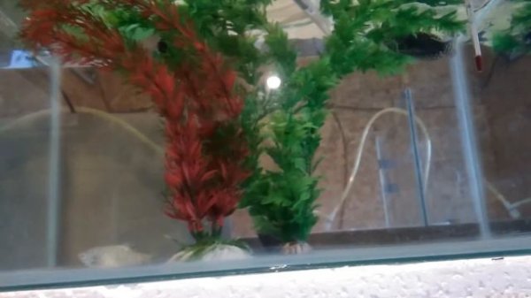 Нерест мраморных гурами