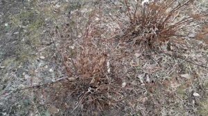 Весенняя обрезка спирей