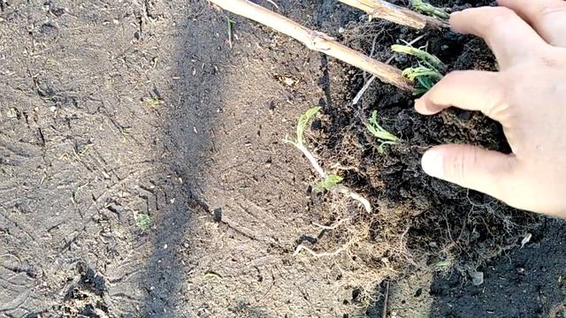 7 мая 2021г. ПРИВЕЗЛА И ПОСАДИЛА МАЛИНУ ЦВЕТЫ обзор огорода смотреть онлайн