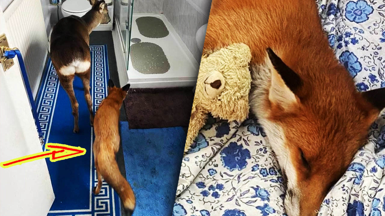 ВОТ ЭТО ДА! Мужчина приютил слепого лисенка. У него хорошая компания – олень и собака. смотреть онлайн