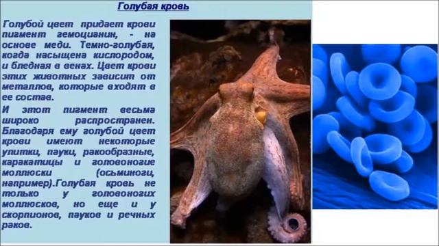 Био_Видеоурок 3_Состав и функции крови_Богатырева Алена смотреть онлайн