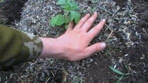 Как высадить рассаду арбузов в открытый грунт и как её вырастить?