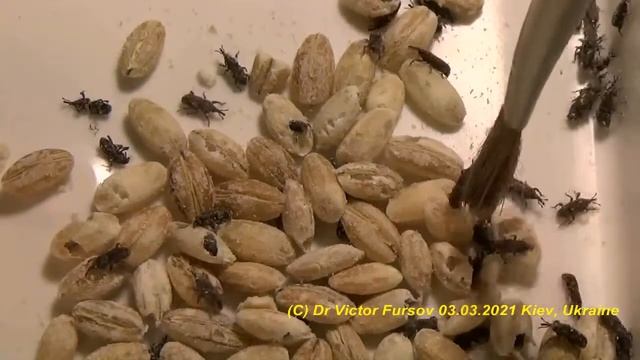 Нашли Жуков в Зерне? Ужас? Приносите Жуков на Анализ и Определение. смотреть онлайн