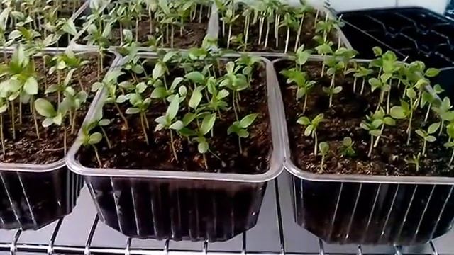 Прививка растений. Подготовка семян и выращивание подвоев. смотреть онлайн