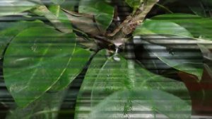 Вредители на Фикусе. Как избавиться от насекомых вредителей.