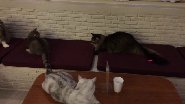 Котокафе в Бангкоке - Purr Cat Cafe Bangkok смотреть онлайн