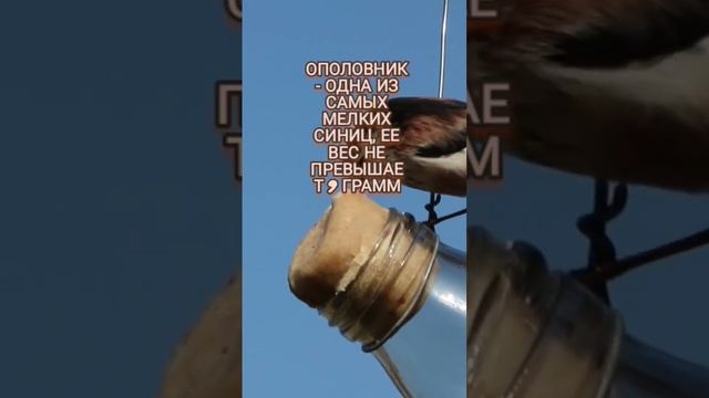 Минутка оринтологии: длиннохвостая синица #интересно #факты #птицы #синица #длиннохвостая смотреть онлайн