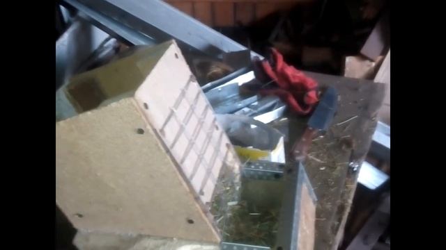 Кормушка для сена.Вес советской шиншиллы в 4 месяца.Переезд самцов смотреть онлайн