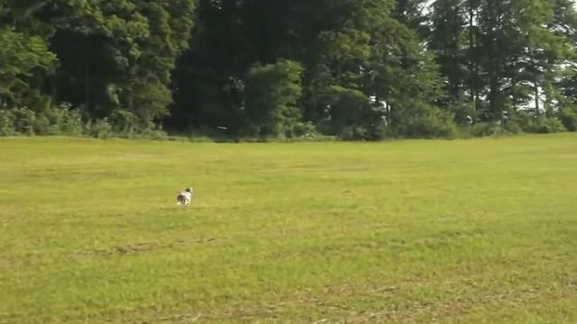 Sunday afternoon frisbee -Whippet "Presto" смотреть онлайн