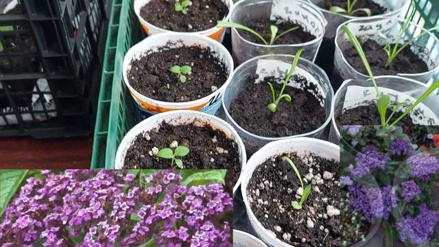 Потихоньку занимаюсь рассадой. смотреть онлайн